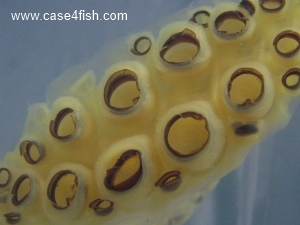 Foto Galerie/Cephalopoda/Loligo vulgaris_01/Loligo vulgaris_01_07_S.jpg